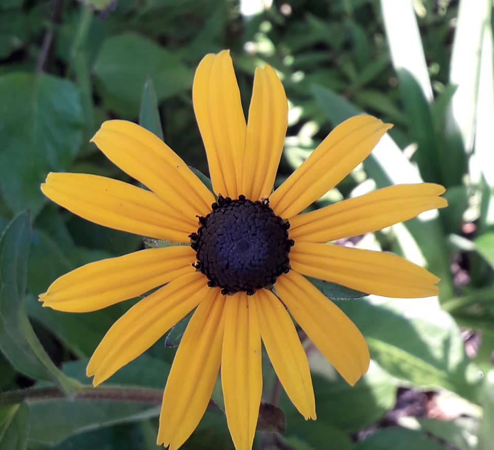 Rudbekia