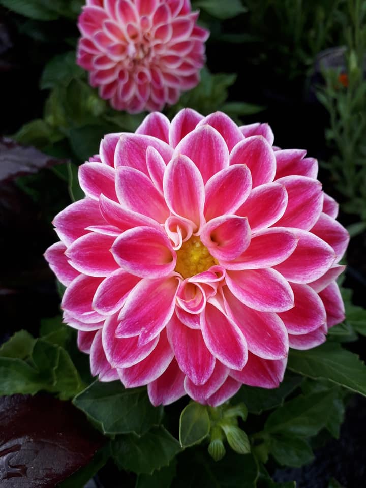 Dahlia